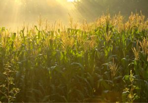 Promitor Brand Fiber – corn